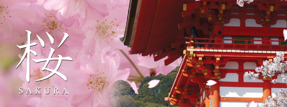 Essence of Spring/ Cherry Blossom