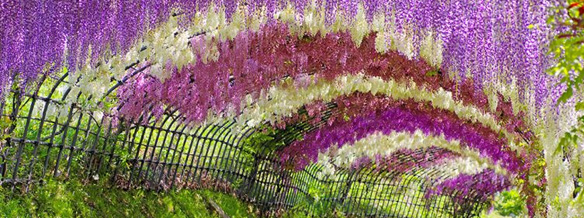 Wisteria Festival