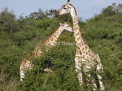 South Africa Giraffe RA