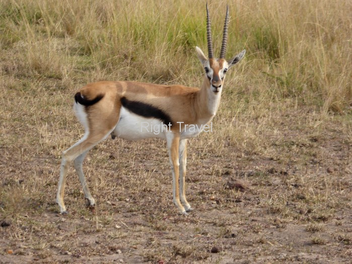 Kenya Deer RA