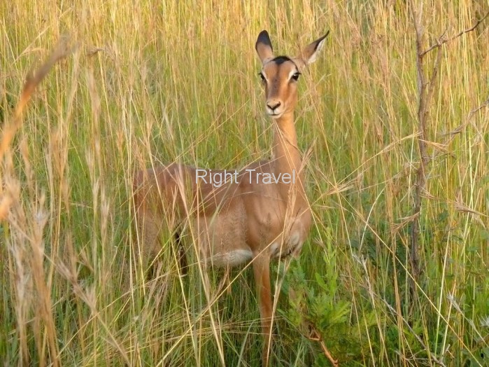 South Africa Deer RA