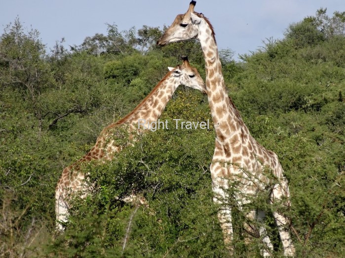 South Africa Giraffe RA