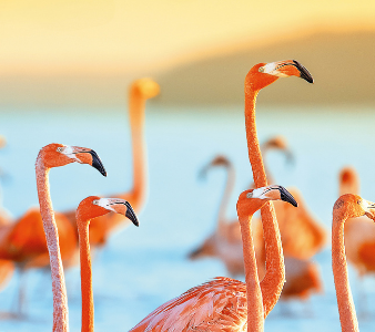 Flamingos